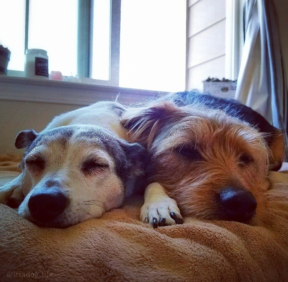 Meet your Posher, Grace - Picture 1 of 2